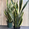 Sansevieria Laurentii Snake Plant Live Plant – 4 inch Pot – Indoor Air Purifier - Image 1