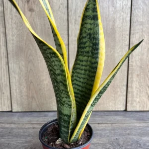 Sansevieria Laurentii Snake Plant Live Plant – 4 inch Pot – Indoor Air Purifier - Image 2