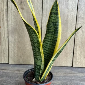 Sansevieria Laurentii Snake Plant Live Plant – 4 inch Pot – Indoor Air Purifier - Image 3