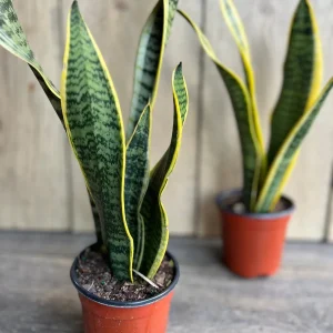 Sansevieria Laurentii Snake Plant Live Plant – 4 inch Pot – Indoor Air Purifier - Image 5