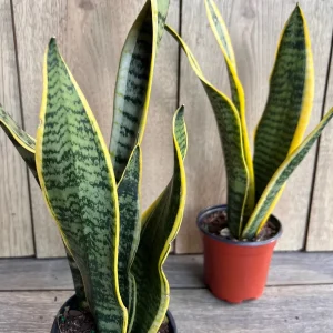 Sansevieria Laurentii Snake Plant Live Plant – 4 inch Pot – Indoor Air Purifier - Image 7