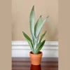 Sansevieria Masoniana Moonshine Snake Plant Live Plant – 3 inch Nursery Pot – Air Purifying Indoor Houseplant - Image 1