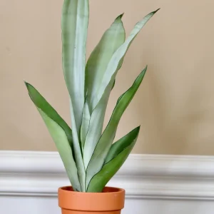 Sansevieria Masoniana Moonshine Snake Plant Live Plant – 3 inch Nursery Pot – Air Purifying Indoor Houseplant - Image 3