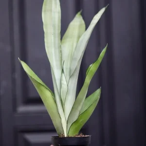 Sansevieria Masoniana Moonshine Snake Plant Live Plant – 3 inch Nursery Pot – Air Purifying Indoor Houseplant - Image 4