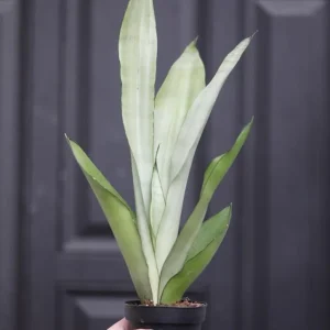 Sansevieria Masoniana Moonshine Snake Plant Live Plant – 3 inch Nursery Pot – Air Purifying Indoor Houseplant - Image 5