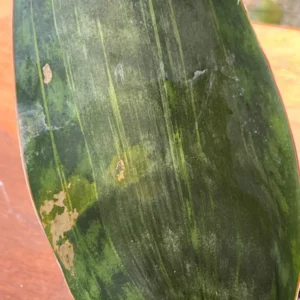 Sansevieria Masoniana Whale Fin Variegated Live Plant – 5 inch Potted Houseplant - Image 2