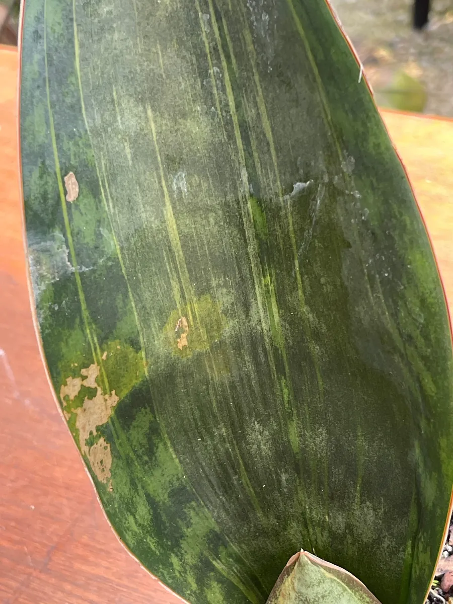 Sansevieria Masoniana Whale Fin Variegated Live Plant – 5 inch Potted Houseplant - Image 2