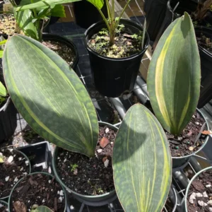 Sansevieria Masoniana Whale Fin Variegated Live Plant – 5 inch Potted Houseplant - Image 3