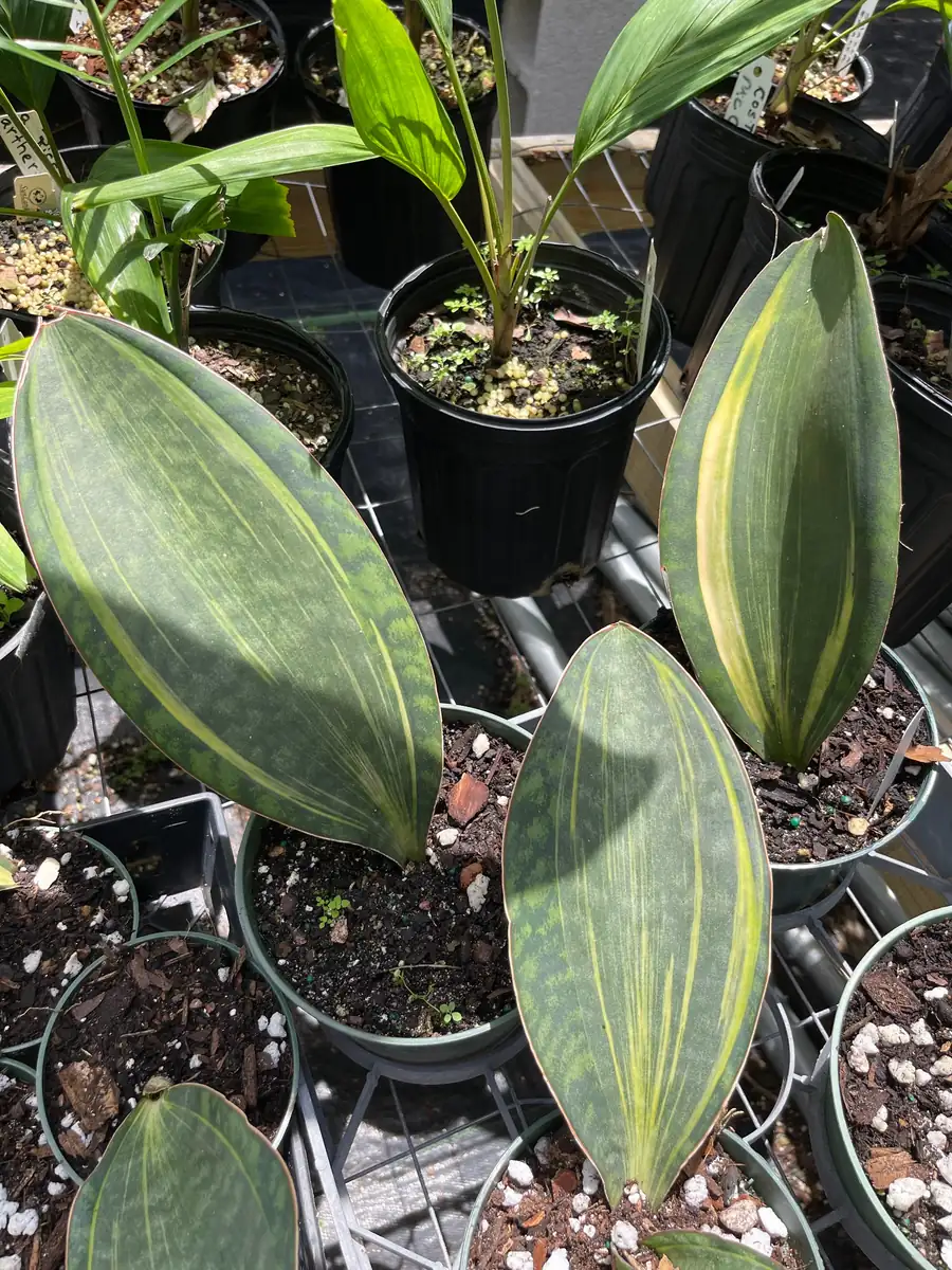 Sansevieria Masoniana Whale Fin Variegated Live Plant – 5 inch Potted Houseplant - Image 3