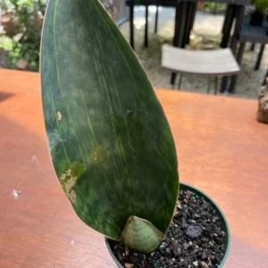 Sansevieria Masoniana Whale Fin Variegated Live Plant – 5 inch Potted Houseplant - Image 1