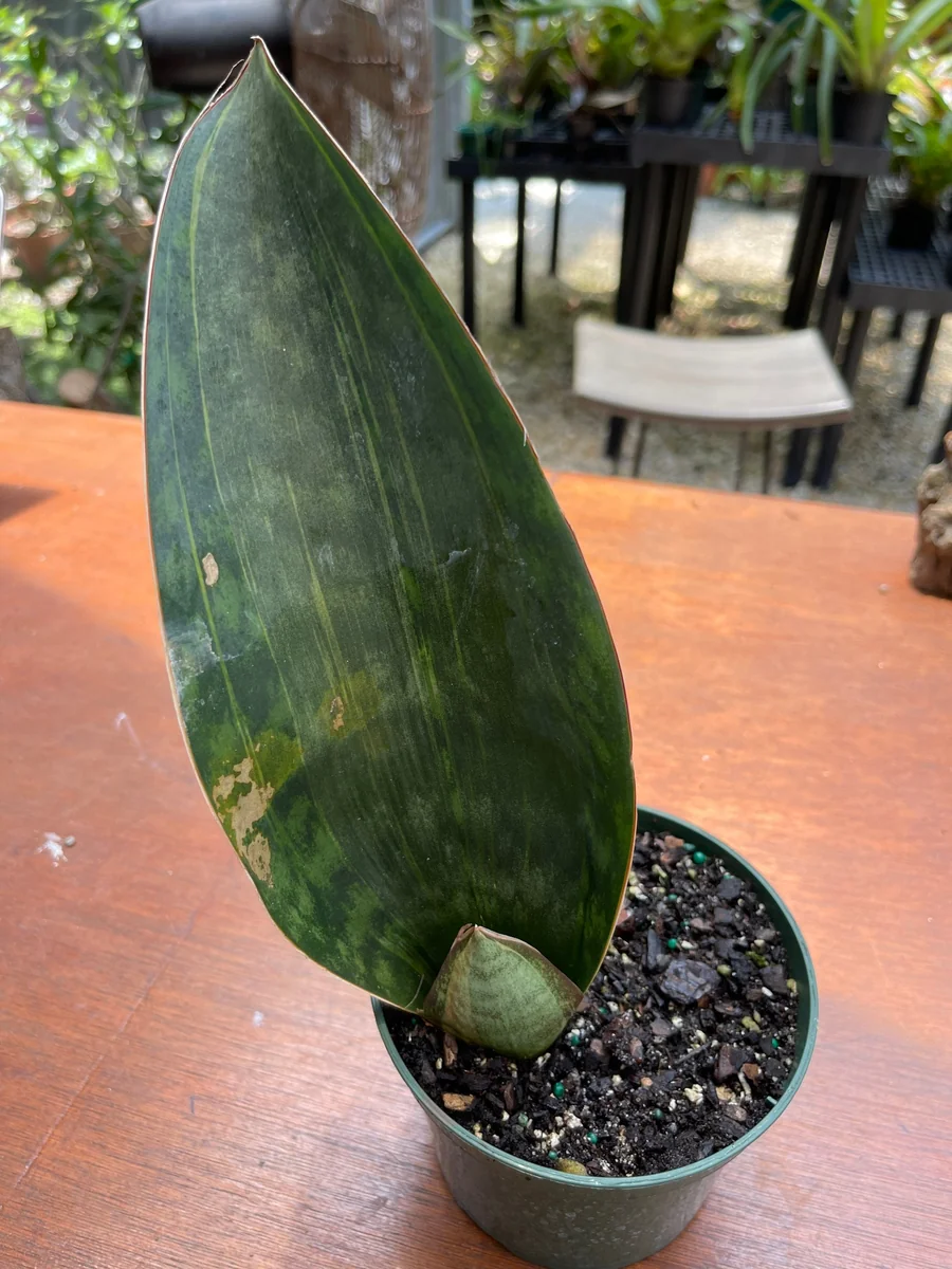 Sansevieria Masoniana Whale Fin Variegated Live Plant – 5 inch Potted Houseplant - Image 1