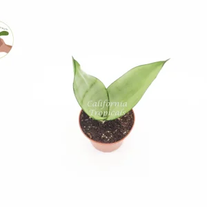 Sansevieria Moonshine Live Plant – 2 inch Pot – Indoor Snake Plant - Image 2