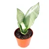 Sansevieria Moonshine Live Plant – 4 inch Pot – Indoor Snake Plant - Image 1