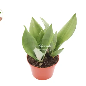 Sansevieria Moonshine Live Plant – 6 inch Pot – Indoor Snake Plant - Image 1