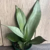 Sansevieria Moonshine Live Plant - Silver Snake Plant - 4 inch Pot - Indoor Houseplant - Image 1