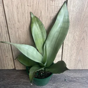 Sansevieria Moonshine Live Plant - Silver Snake Plant - 4 inch Pot - Indoor Houseplant - Image 3