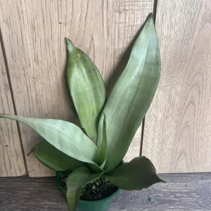 Sansevieria Moonshine Live Plant - Silver Snake Plant - 4 inch Pot - Indoor Houseplant - Image 4