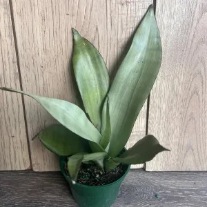 Sansevieria Moonshine Live Plant - Silver Snake Plant - 4 inch Pot - Indoor Houseplant - Image 6