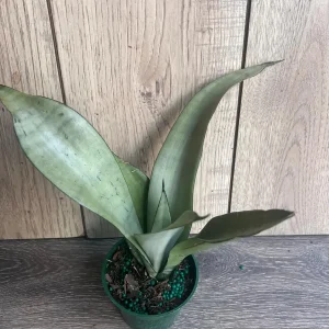 Sansevieria Moonshine Live Plant - Silver Snake Plant - 4 inch Pot - Indoor Houseplant - Image 7