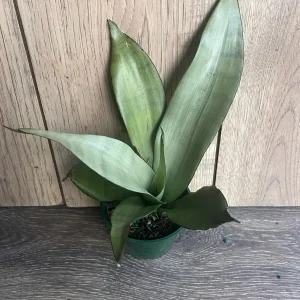 Sansevieria Moonshine Live Plant - Silver Snake Plant - 4 inch Pot - Indoor Houseplant - Image 8