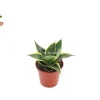 Sansevieria Ocean Star Live Plant – 4 inch Pot – Indoor Snake Plant - Image 1