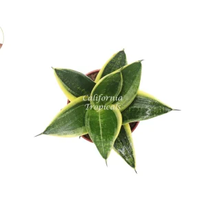 Sansevieria Ocean Star Live Plant – 4 inch Pot – Indoor Snake Plant - Image 2