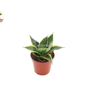 Sansevieria Ocean Star Live Plant – 4 inch Pot – Indoor Snake Plant - Image 1