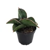 Sansevieria Samurai Snake Plant - Live Houseplant - 2 inch Pot - Indoor - Image 1