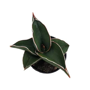 Sansevieria Samurai Snake Plant - Live Houseplant - 2 inch Pot - Indoor - Image 2