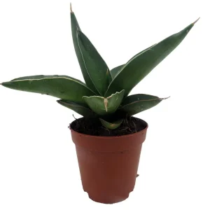 Sansevieria Samurai Snake Plant - Live Houseplant - 2 inch Pot - Indoor - Image 3