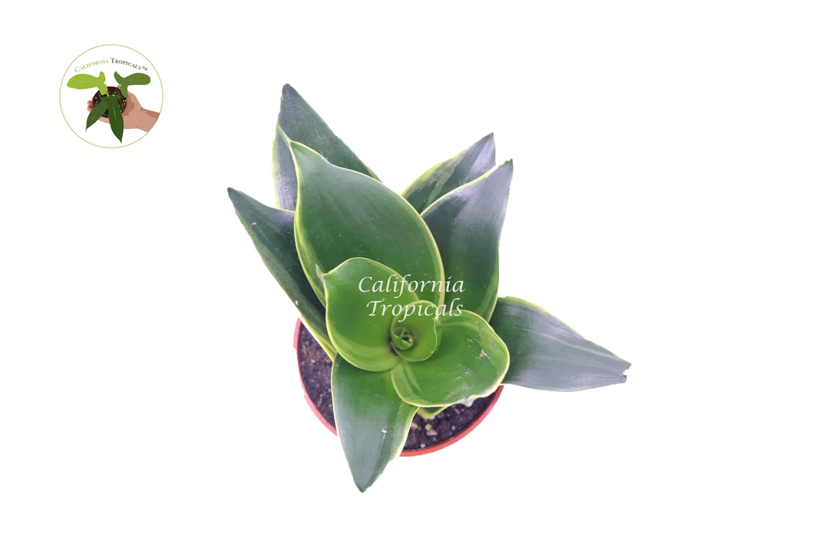 Sansevieria Snake Plant Emerald Star – Live Plant – 4 inch Pot – Indoor - Image 2