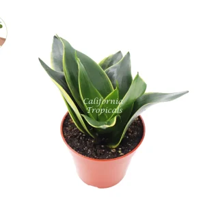 Sansevieria Snake Plant Emerald Star – Live Plant – 4 inch Pot – Indoor - Image 1
