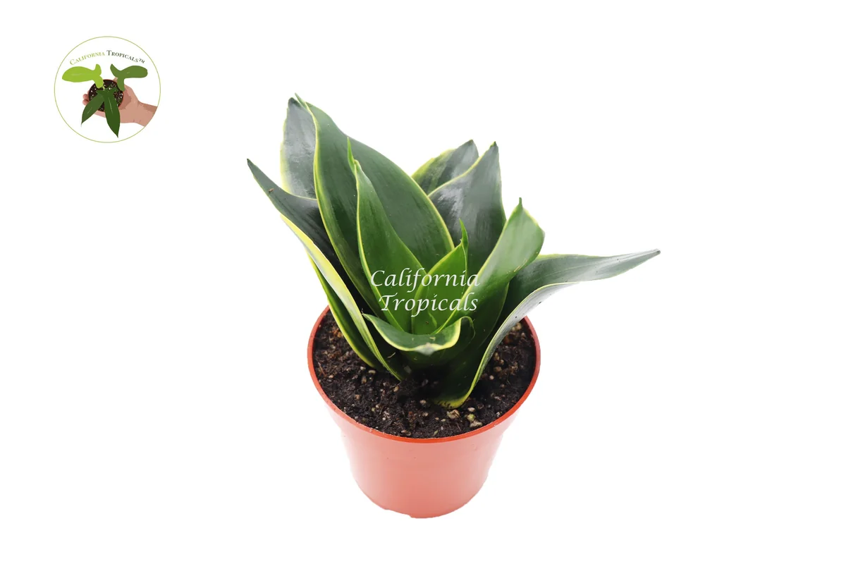 Sansevieria Snake Plant Emerald Star – Live Plant – 4 inch Pot – Indoor - Image 1