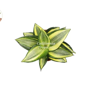 Sansevieria Sol Radiante Live Plant – 4 inch Pot – Indoor Snake Plant - Image 2