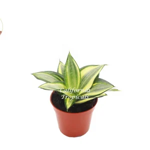 Sansevieria Sol Radiante Live Plant – 4 inch Pot – Indoor Snake Plant - Image 1