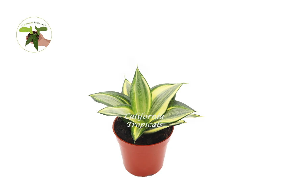 Sansevieria Sol Radiante Live Plant – 4 inch Pot – Indoor Snake Plant - Image 1