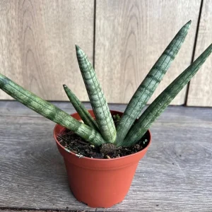 Sansevieria Starfish Live Plant - 4 inch Pot - Easy Care Indoor Succulent - Image 2