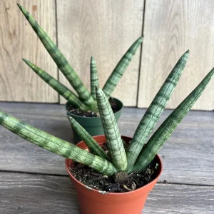 Sansevieria Starfish Live Plant - 4 inch Pot - Easy Care Indoor Succulent - Image 6