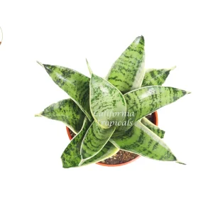 Sansevieria Starlight Snake Plant - 4'' Pot Live Plant - Indoor - Image 2