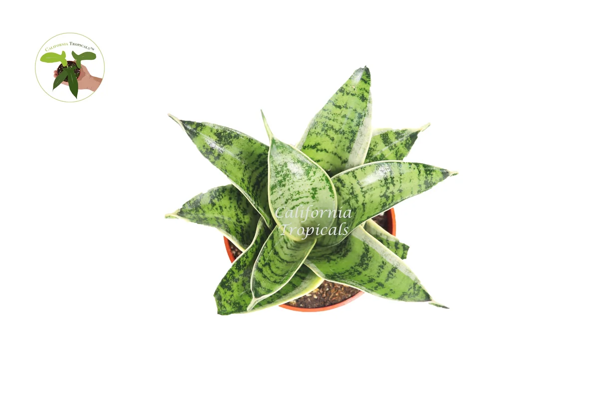 Sansevieria Starlight Snake Plant - 4'' Pot Live Plant - Indoor - Image 2