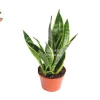 Sansevieria Superba Live Plant – 6 inch Pot – Indoor Snake Plant - Image 1