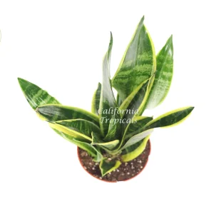 Sansevieria Superba Live Plant – 6 inch Pot – Indoor Snake Plant - Image 2