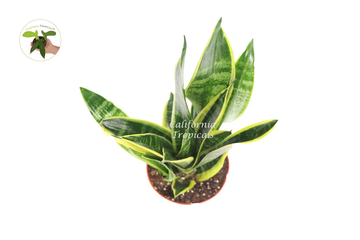 Sansevieria Superba Live Plant – 6 inch Pot – Indoor Snake Plant - Image 2