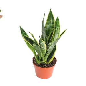 Sansevieria Superba Live Plant – 6 inch Pot – Indoor Snake Plant - Image 1