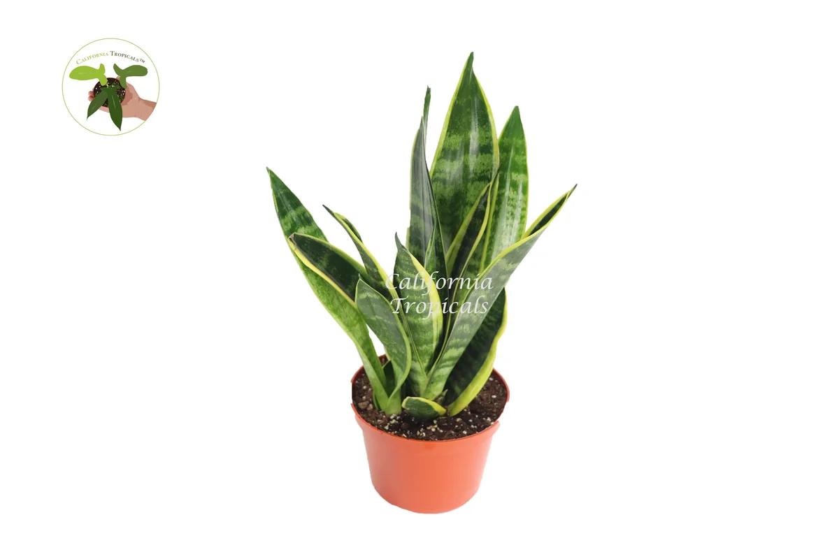 Sansevieria Superba Live Plant – 6 inch Pot – Indoor Snake Plant - Image 1