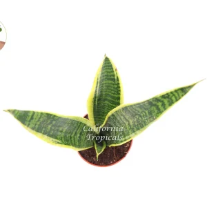 Sansevieria Superba Snake Plant Live Plant – 4 inch Potted Houseplant – Indoor - Image 2