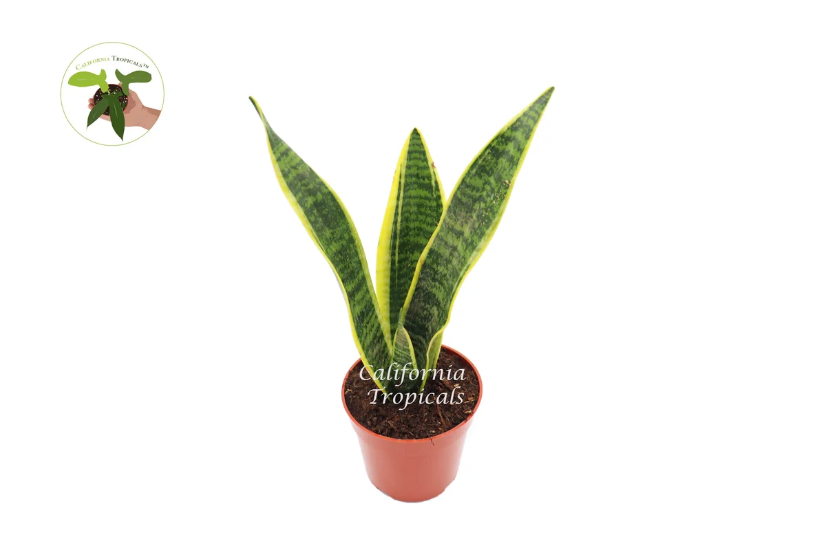 Sansevieria Superba Snake Plant Live Plant – 4 inch Potted Houseplant – Indoor - Image 1