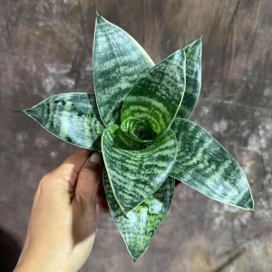 Sansevieria Trifasciata 'Hahnii' Bird's Nest Snake Plant 4