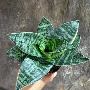 Sansevieria Trifasciata 'Hahnii' Bird's Nest Snake Plant 4