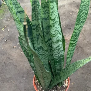 Sansevieria Trifasciata Snake Plant Live Plant – 2 Ft Tall – 3 Gallon Pot – Indoor - Image 1
